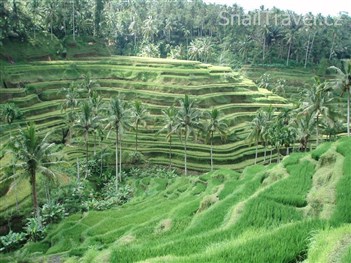 Ubud - 