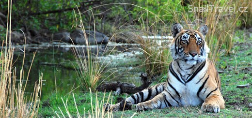 Ranthambore - 