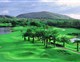 BLUE CANYON COUNTRY CLUB - golf - 