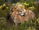 GONDWANA GAME RESERVE - 