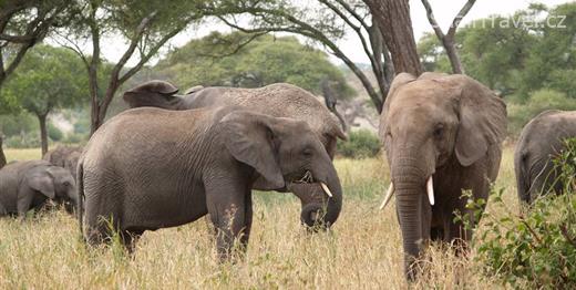 TANZÁNIE-DIVOKÉ SAFARI- NÁRODNÍ PARK TARANGIRE