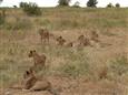 TANZÁNIE-DIVOKÉ SAFARI-NÁRODNÍ PARK TARANGIRE..