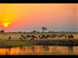 TANZÁNIE-DIVOKÉ SAFARI-NÁRODNÍ PARK TARANGIRE.