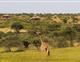 MAHALI MZURI SAFARI CAMP - 