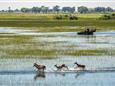 Botswana-Okavango-Jao-Camp-Safari