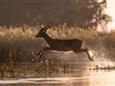 Botswana-Okavango-Jao-Camp-Safari