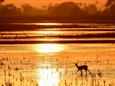 Botswana-Okavango-Jao-Camp-Safari