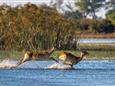 Botswana-Okavango-Jao-Camp-Safari